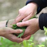 hands, together, people, handing over, parts, trust, team, food